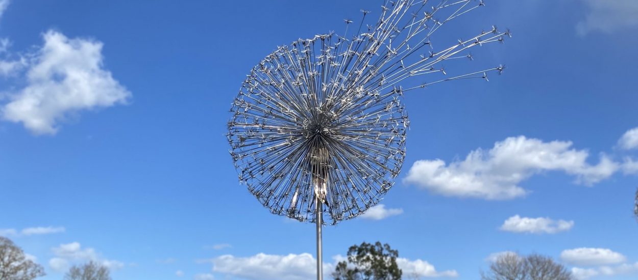 “Big Time” Dandelion aprox 80cm diameter aprox 3.25 meters